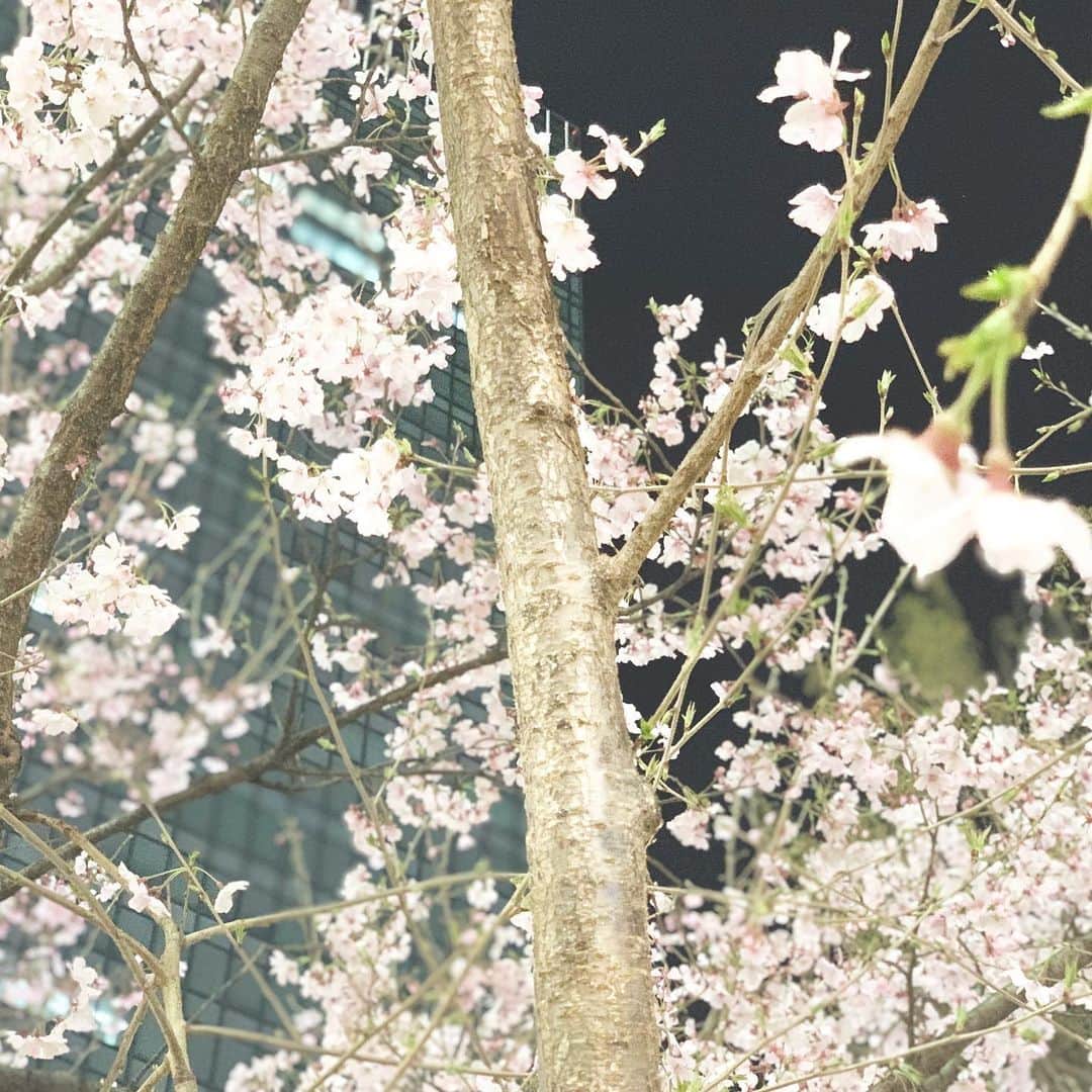 飯野雅さんのインスタグラム写真 - (飯野雅Instagram)「🌸🌸🌸🌸🌸 #新宿駅　#夜桜　#桜」3月26日 12時39分 - biichan_