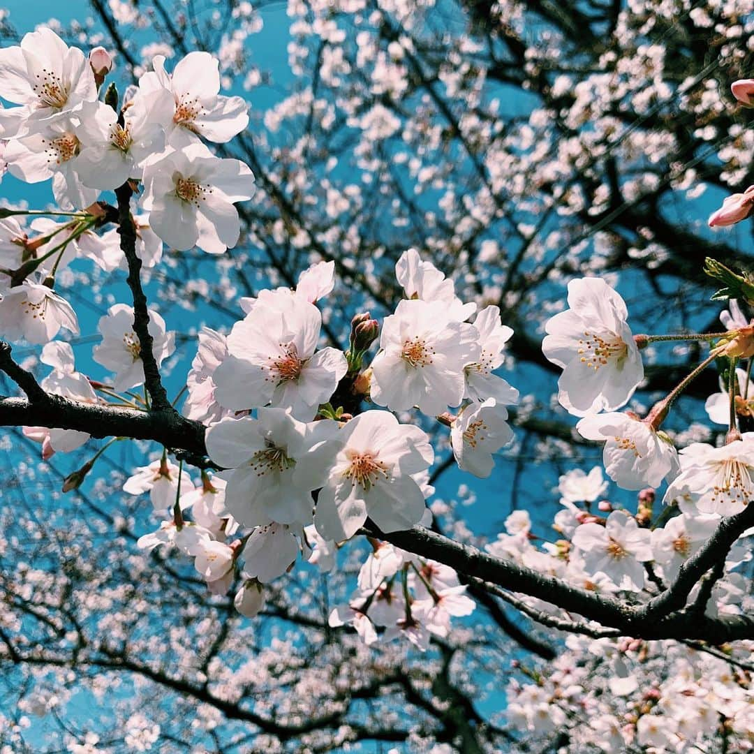 安田美沙子さんのインスタグラム写真 - (安田美沙子Instagram)「記事についてお騒がせしており申し訳ありません。  この件はもう何年も前のことで夫婦の中で解決しました。 たくさん話し合いましたが、私には主人が必要ですし、何より子供達のパパには、彼しかいないと思っております。家族を本当に大切に思っているのであれば、主人が自ら責任をもって行動してくれると信じています。  主人はとても反省して今は日々家族のために頑張ってくれています。  人生これからも色々なことがあると思いますが、家族で力をあわせて頑張ってまいります。どうかあたたかく見守っていただけると幸いです。  マスコミの皆様へ この件については、過去のことで解決しており、誠に勝手をいって申し訳ありませんが、これ以上おこたえできることがございません。 また、家族やまわりの方への取材などもご遠慮いただけますようによろしくお願いいたします。  安田美沙子」3月26日 12時59分 - yasuda_misako