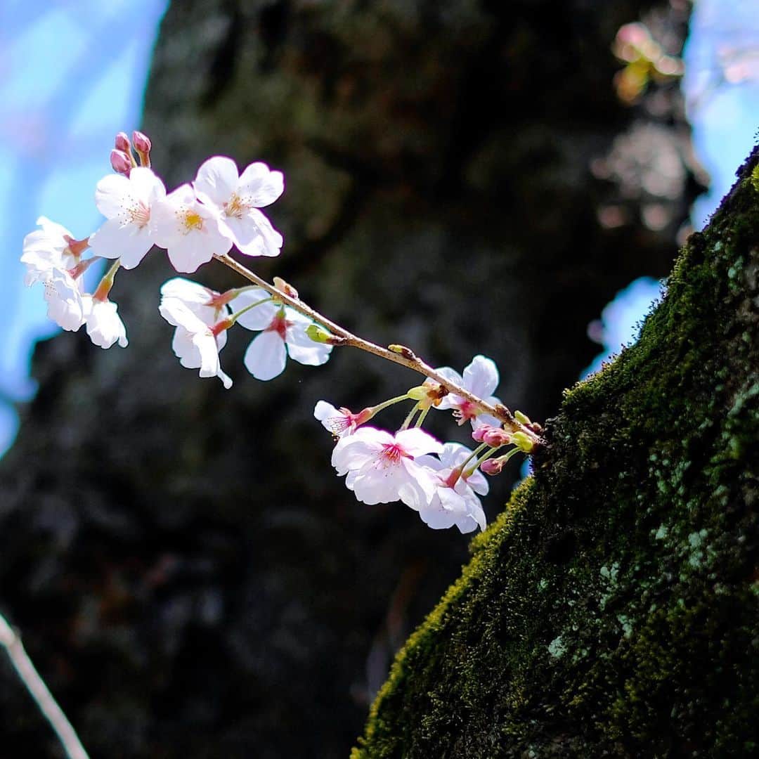 松村太郎のインスタグラム：「#近所の桜 #🌸 #Fujifilm_Xseries #XF35mmF14」