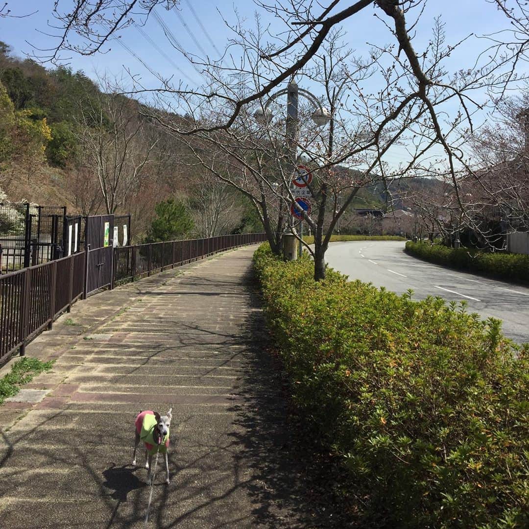 笑福亭恭瓶のインスタグラム：「近所の桜並木をワンコと散歩。 弾けんばかりに膨らんだ蕾達でしたが、ちらほらと咲きはじめの赤ちゃん桜が顔を覗かせ、コロナウィルス禍で落ち込む気持ちを和ませてくれました。 繁昌亭から4月12日まで昼席休演延長の報告があり、不安ばかりの毎日。丁度、6日〜12日に入っていたのでとても残念。4月3日の夜席はどうなるのか…。 #笑福亭恭瓶  #天満天神繁昌亭」