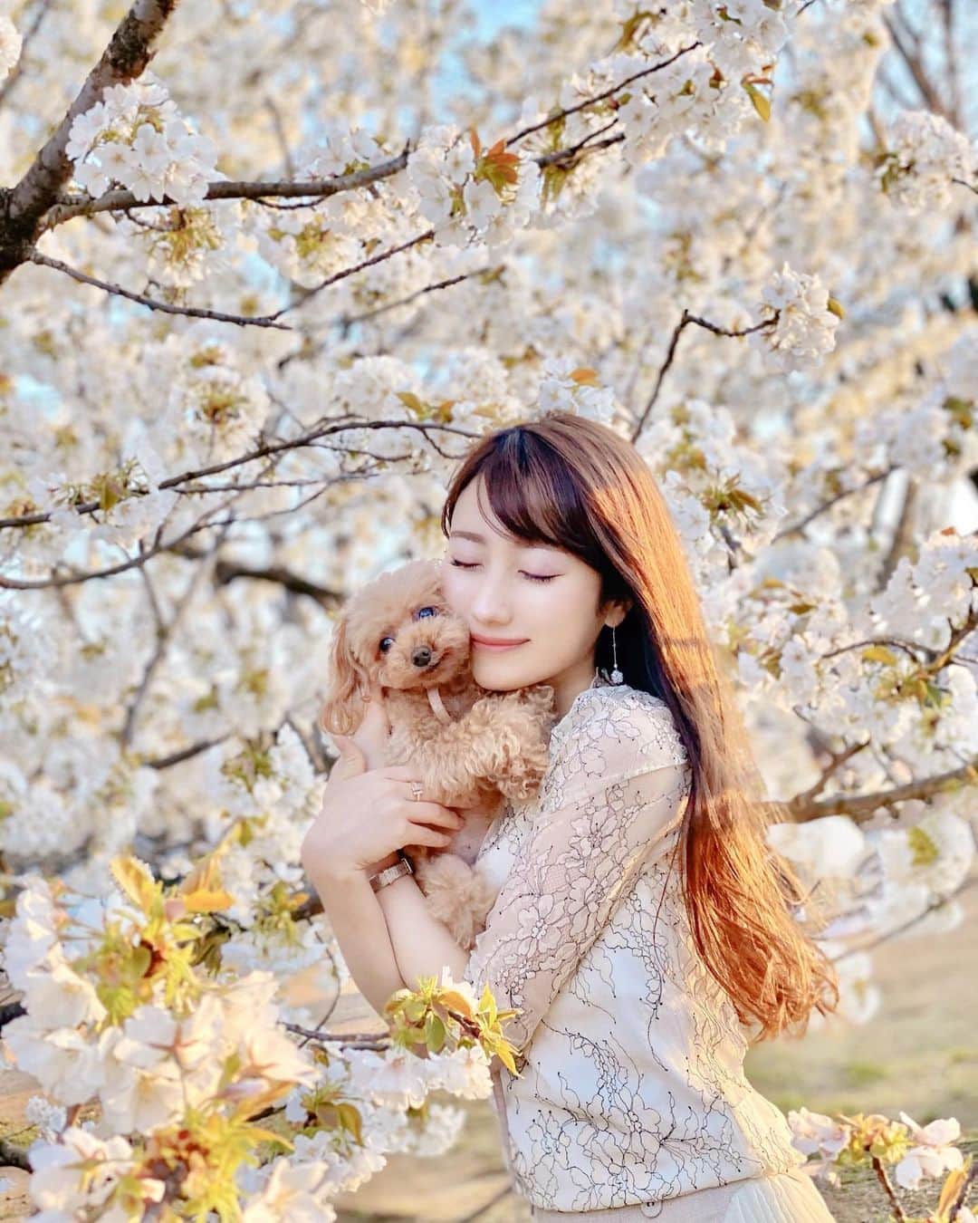 佐倉知里さんのインスタグラム写真 - (佐倉知里Instagram)「ぎゅー。愛おしすぎる。 . 白い桜🤍 大島桜かなぁ❀ ふとした街中にも桜が咲いていて それだけでふわっと幸せな気分♡ . 今週末からお天気崩れるみたいで... どうか散りませんように。 暖かいとついつい桜のもとへむかっちゃう🌸 . . . . . #愛犬とお出かけ#ティーカッププードル#teacuppoodle#もうすぐ10歳#いつまでも赤ちゃん顔#長生きしてね🐶#おてて#はぁかわいい#とってもいい子#いつも一緒#桜#桜スポット#桜フォト#大島桜#代々木公園#art_of_japan_#桜スポット」3月26日 13時25分 - chisa_tiara