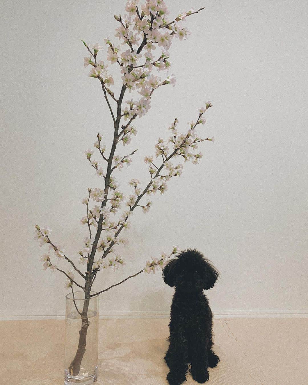 小屋春菜のインスタグラム：「名古屋は桜の満開日いつだろう? お家のは綺麗に咲いて嬉しい😌🙏🏼🌸 #桜　#春　#blossom  #spring 　#名古屋　#nagoyalife #トイプードル　#タイニープードル  #ジズー」