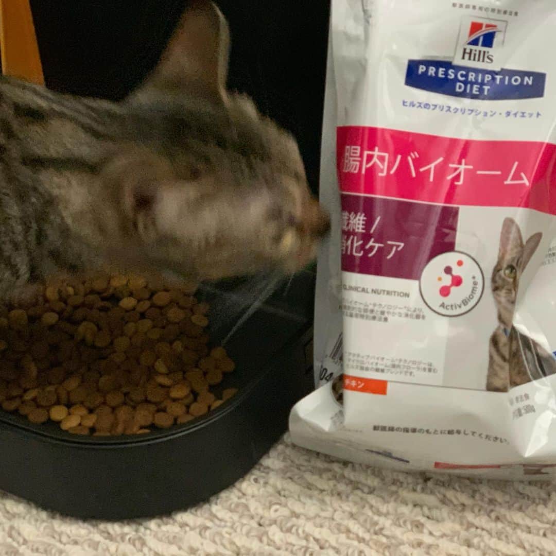 溝口肇さんのインスタグラム写真 - (溝口肇Instagram)「7 マメ(メス1歳2ヶ月) : 東京都知事から大事な話があったみたいで、飼い主さんは少し焦ってます。これから私のご飯を買いに行くそうです。20年も前から、私の前の猫の時からお世話になっている病院です。私はほんのちょっと胃腸が弱いので、病院にしか売っていないご飯を食べています。往復2時間もかかるのに偉いなーと思っていたら、美人先生なんです❗️ 私、避妊手術の時にしっかりチェックしました。何だかモヤモヤするんですけれど、これはなんでしょうか？  ノラネコさんからの回答 : 良い飼い主さんじゃないか。泣けてくるぜ！気にすんな。  #マメ #オシキャット #溝口肇 #ネコからの質問 #先輩ネコ #回答」3月26日 13時46分 - hajime_mizoguchi