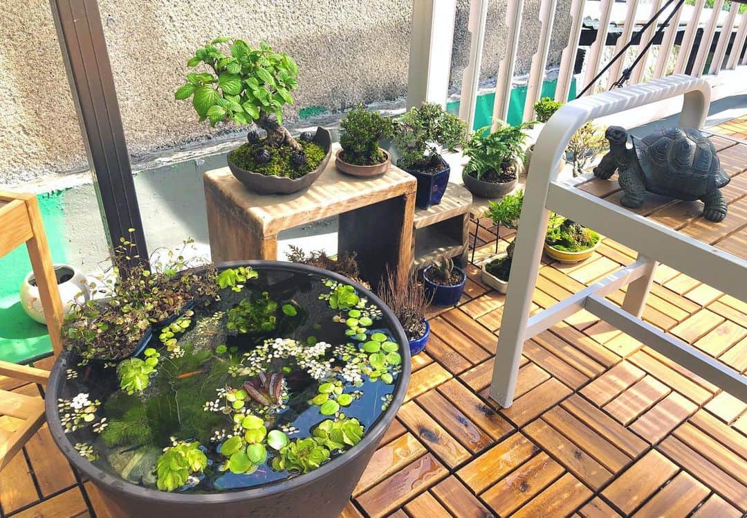 金成公信のインスタグラム：「癒しの一角。#睡蓮鉢 #ビオトープ #盆栽 #bonsai #bonsaijapan #japanesebonsai #wabisabi #bonsailovers #bonsailife #bonsaitree #bonsaiart #bonsaigram #bonsaiworld #plants #tree #greenlife #greenlifestyle #苔 #moss」