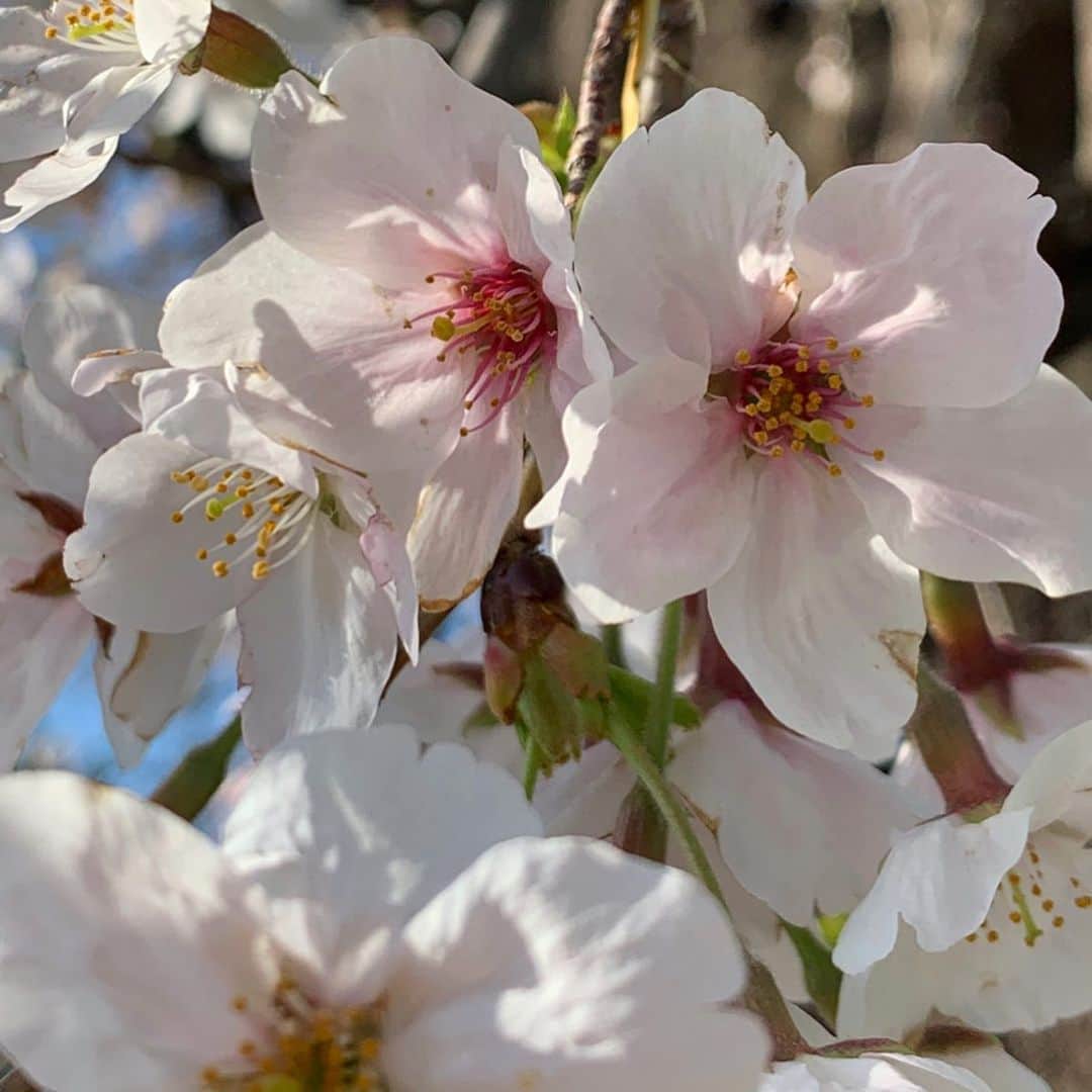 早坂香須子さんのインスタグラム写真 - (早坂香須子Instagram)「桜ってつい全体像で見てしまうけど、ひとつひとつ　花の色が違って可愛いんだねぇ🌸  みんな可愛い🌸🌸🌸」3月26日 14時08分 - kazukovalentine