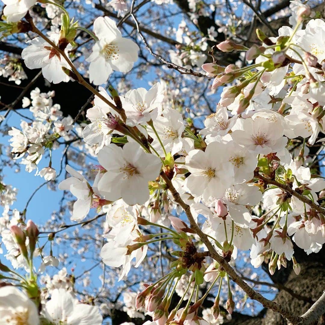 早坂香須子さんのインスタグラム写真 - (早坂香須子Instagram)「桜ってつい全体像で見てしまうけど、ひとつひとつ　花の色が違って可愛いんだねぇ🌸  みんな可愛い🌸🌸🌸」3月26日 14時08分 - kazukovalentine