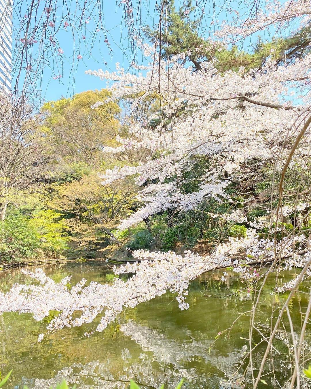 高山都さんのインスタグラム写真 - (高山都Instagram)「ワタシの頭すれすれにまで枝を伸ばした桜と目が合いました。 光がやわらかくって、ほんの5分の仕事前、おひとりさまお花見時間。 昨日は楽しかったなーなんて振り返りながら、なんかだか小さな幸せだった。」3月26日 14時00分 - miyare38
