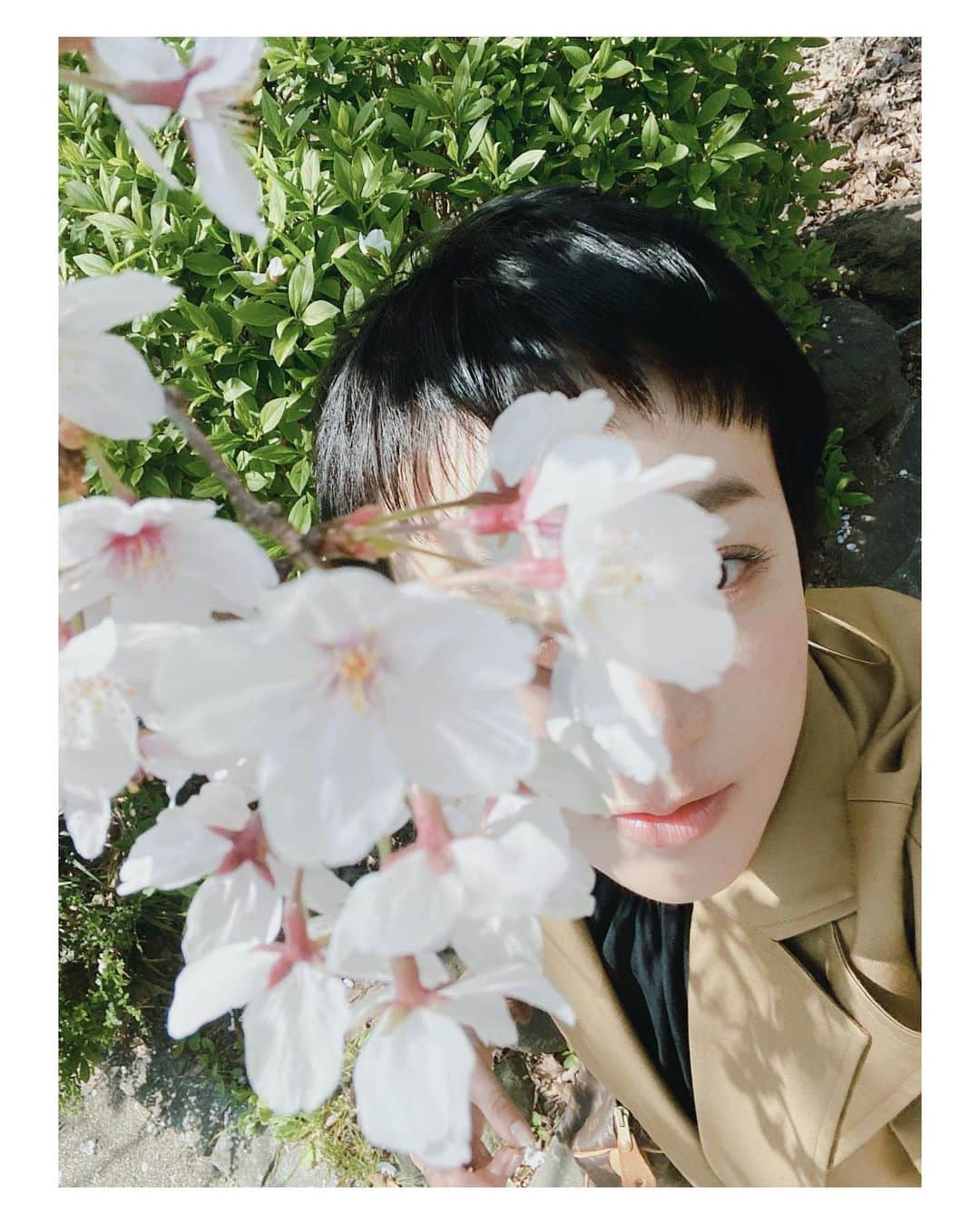 高山都さんのインスタグラム写真 - (高山都Instagram)「ワタシの頭すれすれにまで枝を伸ばした桜と目が合いました。 光がやわらかくって、ほんの5分の仕事前、おひとりさまお花見時間。 昨日は楽しかったなーなんて振り返りながら、なんかだか小さな幸せだった。」3月26日 14時00分 - miyare38