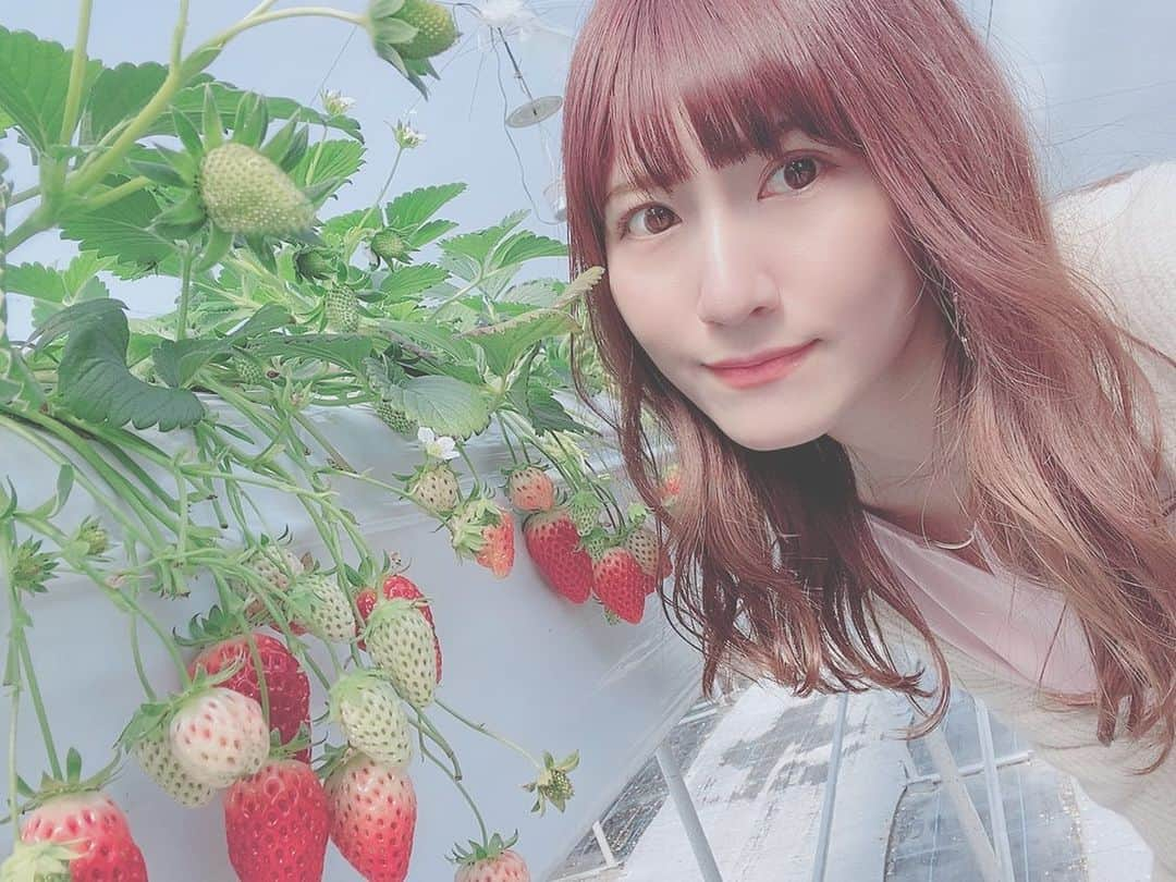 秋波愛さんのインスタグラム写真 - (秋波愛Instagram)「✿.* . . . 🍓多度グリーンファーム( @tadogreenfarm )🍓 . パーソナルトレーナーさんに いちごならビタミン高いし爆食いしなければ 食べてもいいよって言われたから いちご狩り行ってきた〜～🍓💕 . いろんな種類のいちご食べれた🥰 . " もういっこ " といういちごが すごく美味しかったなぁ🥺💭 . . . #多度グリーンファーム #三重県  #桑名市 #多度 #いちご狩り #苺狩り  #苺 #もういっこ #おでかけ #東海  #strawberry #strawberryhunting  #tripgram #travelgram #japanese  #あいちん #秋波愛 🐇🎀」3月26日 14時01分 - akinamiai