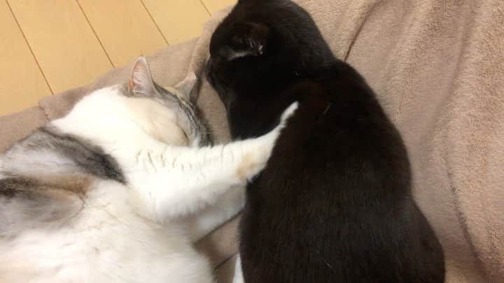 ホタテ＆クラム＆シラスのインスタグラム：「今夜も（笑） #cat #neko #ScottishFold #猫 #ねこ #スコティッシュフォールド #catstagram #instagram #instagramjapan #ig_japan #igersjp #黒猫 #Blackcat」