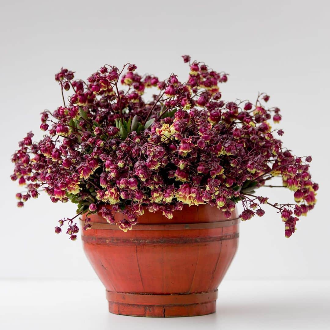 ニコライ・バーグマン・フラワーズ＆デザインのグルメインスタ