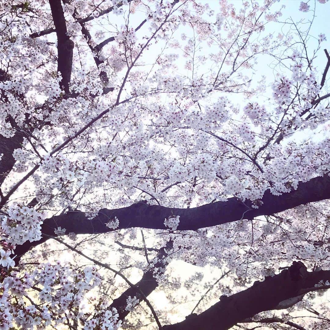 飴宮さゆりさんのインスタグラム写真 - (飴宮さゆりInstagram)「上野の桜🌸 今年は花見日和な年やったやろうに残念ー😭 帰りにプチ花見出来たし良しとしよう。 最近ランチタイムタイ料理にどハマり。 通勤電車がやばいことになっている件。 #上野　#桜 #タイ料理 #jr貸切状態」3月27日 0時01分 - amemiya_sayuri1023