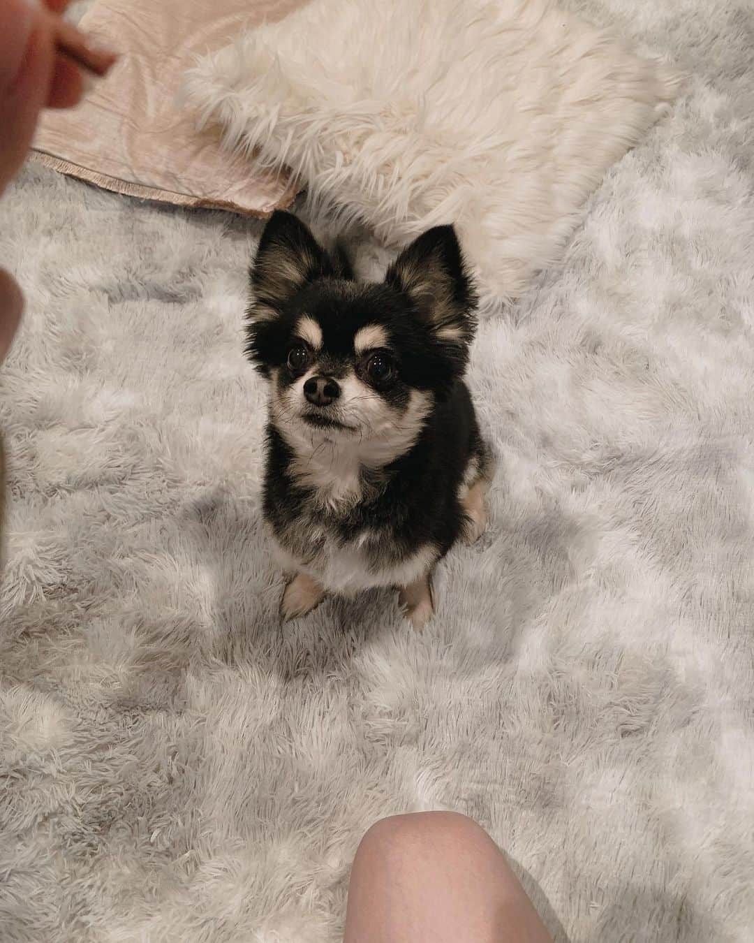 のインスタグラム：「今週末は、タオとゆっくり過ごします🐶 色々とイベントや出張が中止や延期になっていますが、 今からできることをしっかり準備しなきゃいけない時。。 ・ 週末の、不要不急の外出自粛要請という曖昧な言葉。 少し書きましたが、やはり個々のモラルや常識があってこそ有効になる言い方ですよね。 非常事態こそ冷静な判断をしたいところです。 皆さま、どうか心穏やかにご自愛下さい。。」