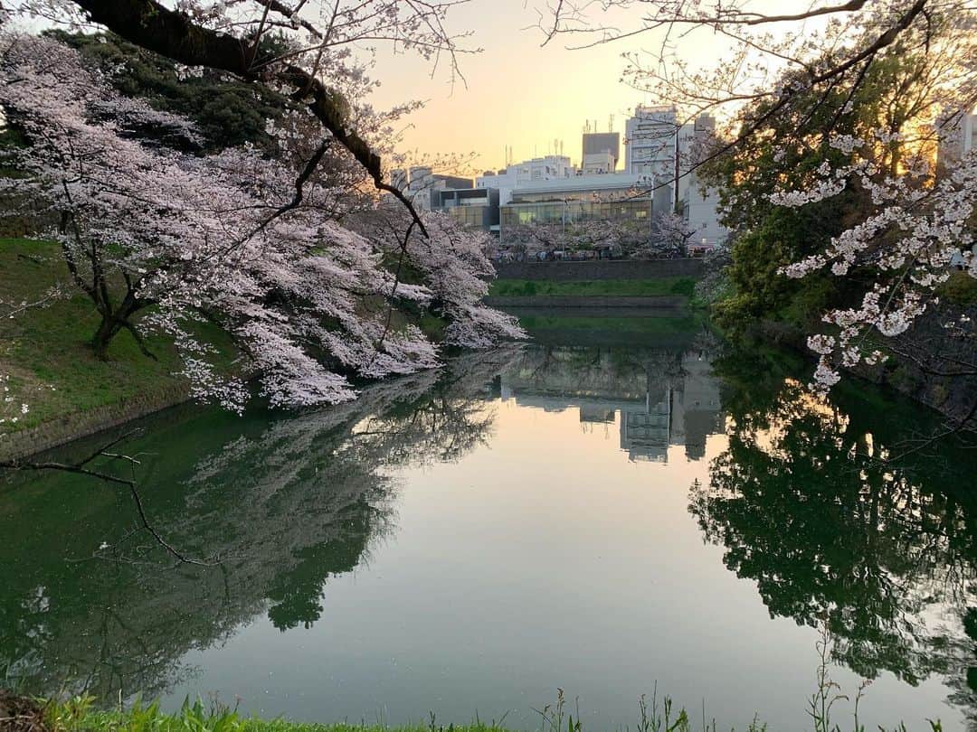 指出瑞貴さんのインスタグラム写真 - (指出瑞貴Instagram)「🌸🌸🌸🌞 通りがかり✌︎昔から好きだなお花 自然の美しさを見て心癒されるものです:) 水面に映る桜、とっても美しかったです💜💙来年はレジャーヒートひいてゆっくり見れたらいいな😊 体調管理しっかり頑張りましょう！🥺」3月27日 0時08分 - sashidemizuki