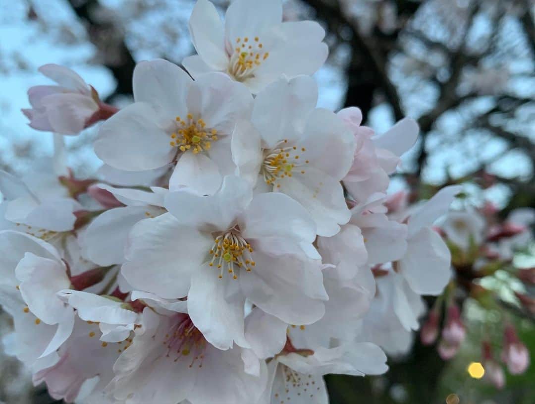 指出瑞貴さんのインスタグラム写真 - (指出瑞貴Instagram)「🌸🌸🌸🌞 通りがかり✌︎昔から好きだなお花 自然の美しさを見て心癒されるものです:) 水面に映る桜、とっても美しかったです💜💙来年はレジャーヒートひいてゆっくり見れたらいいな😊 体調管理しっかり頑張りましょう！🥺」3月27日 0時08分 - sashidemizuki