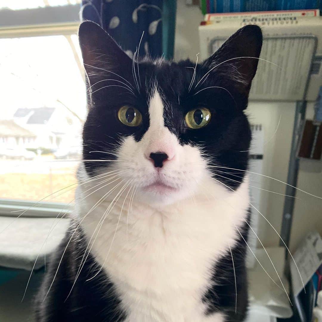 Tuxedo Cat Brosのインスタグラム：「Happy 6th birthday to my youngest child, sweet little Hugo! The best work-from-home officemate anyone could ask for! #everybodyloveshugo」