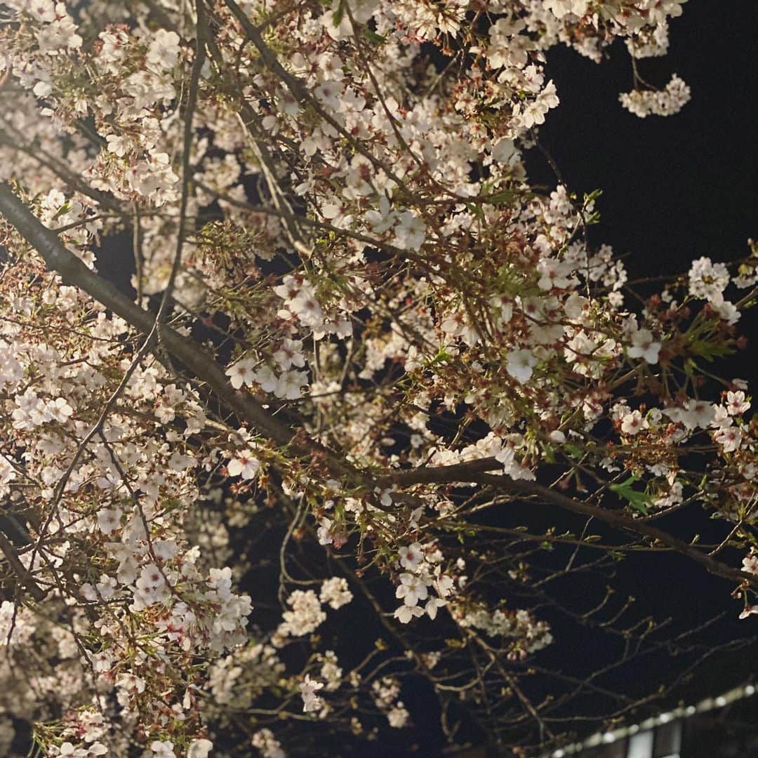 笠原美香さんのインスタグラム写真 - (笠原美香Instagram)「桜もりもりになってきたね #夜桜 #🌸 #今週末は外出を自粛しなきゃ #てか天気悪いよね」3月27日 0時25分 - mika.k419