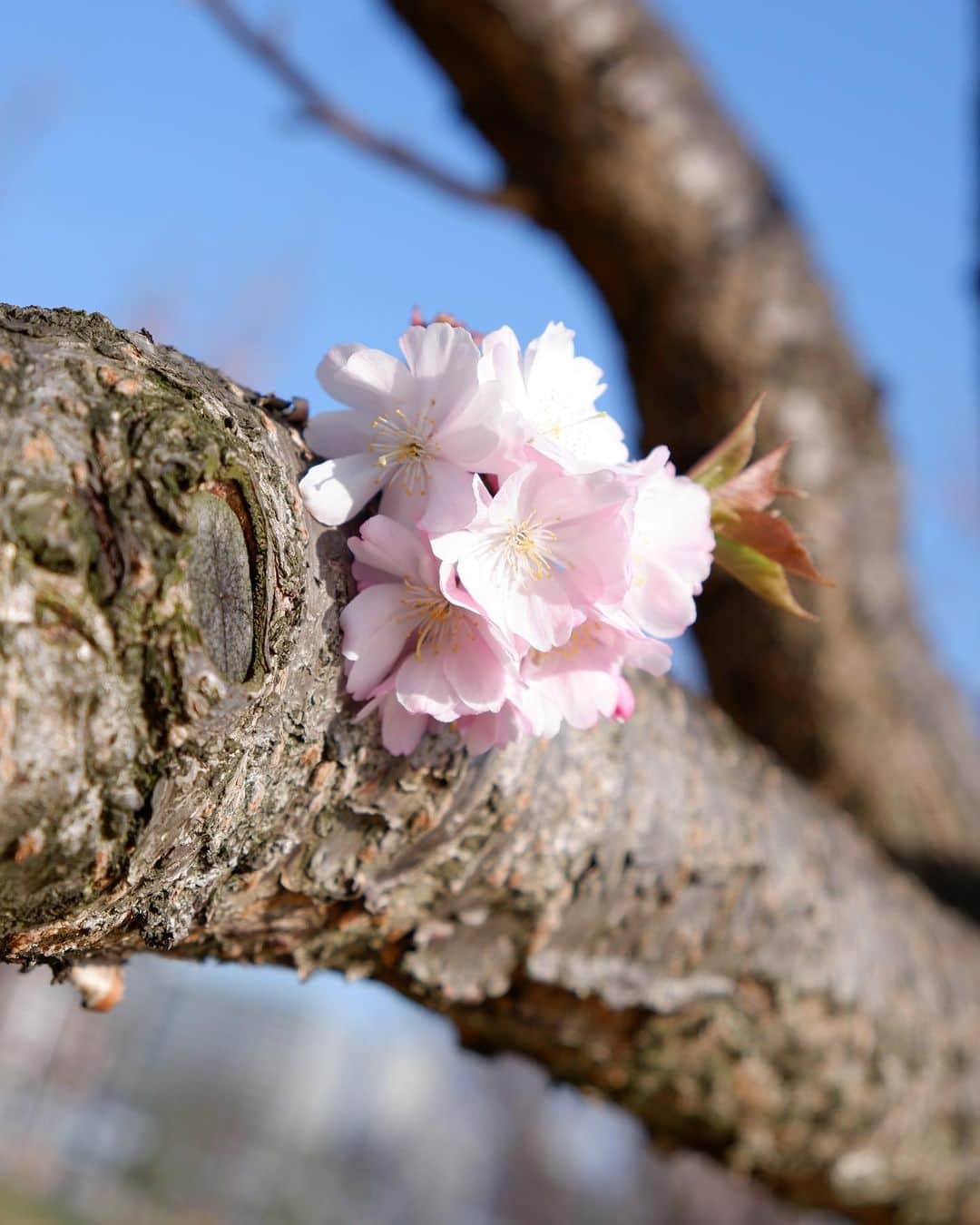 豊大槻さんのインスタグラム写真 - (豊大槻Instagram)「#cherryblossom  #桜」3月27日 0時36分 - yutakachi