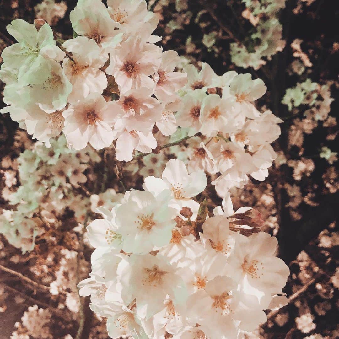 美沙玲奈のインスタグラム：「#夜桜 🌸🌙」