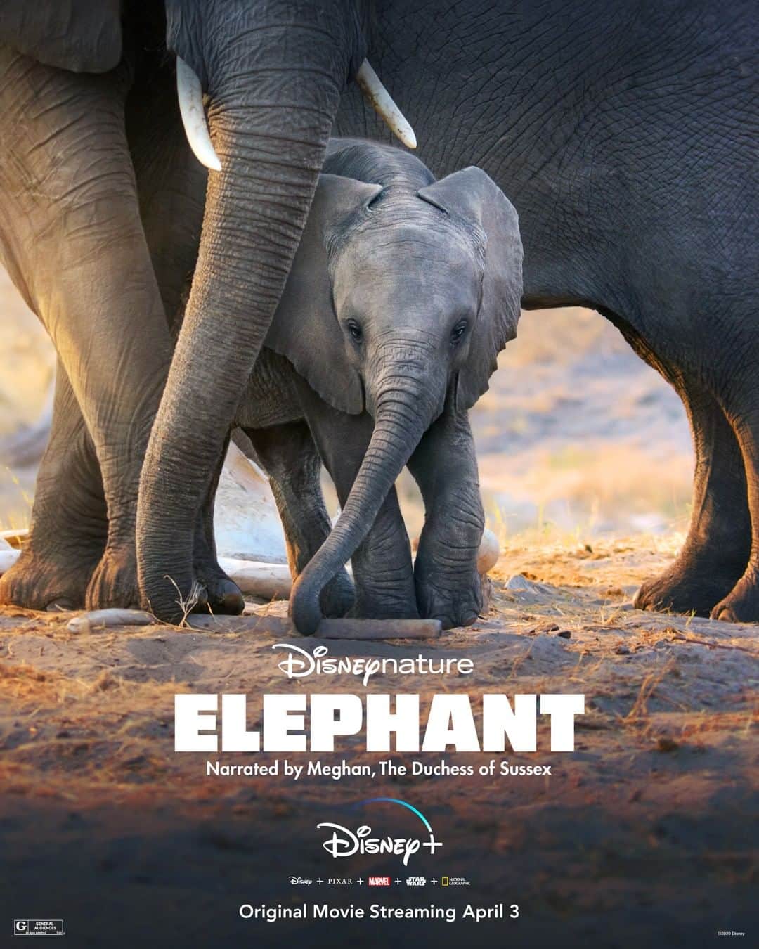Disneyさんのインスタグラム写真 - (DisneyInstagram)「Disneynature’s Elephant, an Original Movie narrated by Meghan, The Duchess of Sussex, starts streaming April 3, only on #DisneyPlus.」3月27日 0時45分 - disney