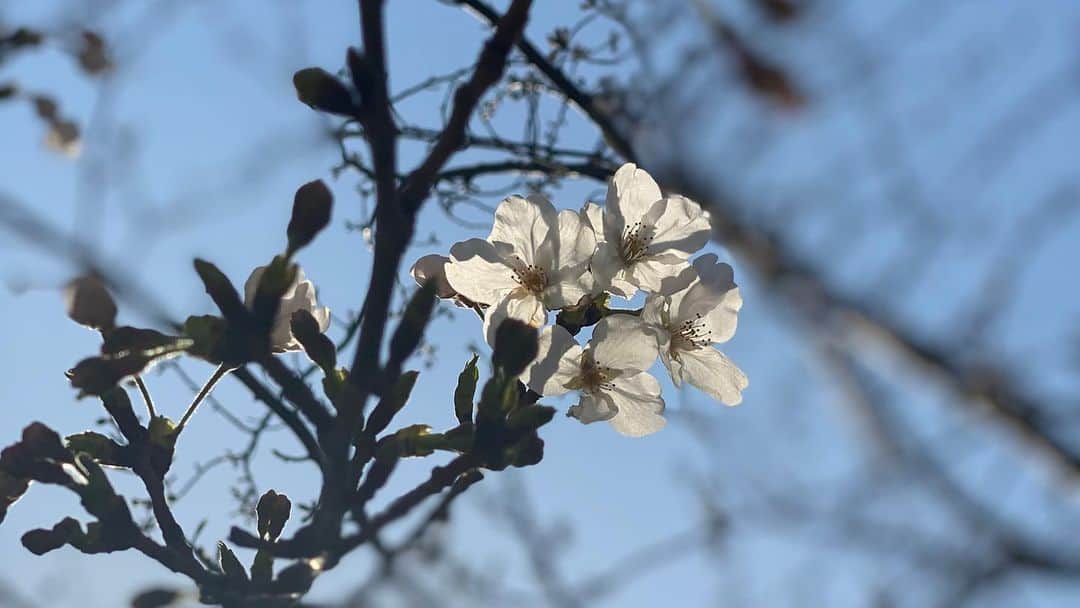 蔭山浩美さんのインスタグラム写真 - (蔭山浩美Instagram)「今年はお花見出来ないけど、みんなと桜の木下を歩いたほんの少しのこの時間がかけがえないよ。  いつもありがとう。  桜綺麗やったなぁ🌸 _ _ #桜 #春 #子供達すくすく成長中 #大人もすくすく成長中 #かけがえのない時間 #サボメン #ありがとう」3月27日 0時47分 - hiromi_kageyama