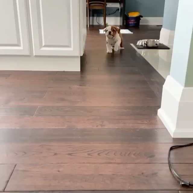 Bodhi & Butters & Bubbahのインスタグラム：「Omg 😱 you’re working from home again?!?! 😍 . . . . . #bulldog #love #home #office #work #life #puppy #balance #positivevibes #cute #baby #dogsofinstagram #bestoftheday #smile @georgiathebullie 💗」