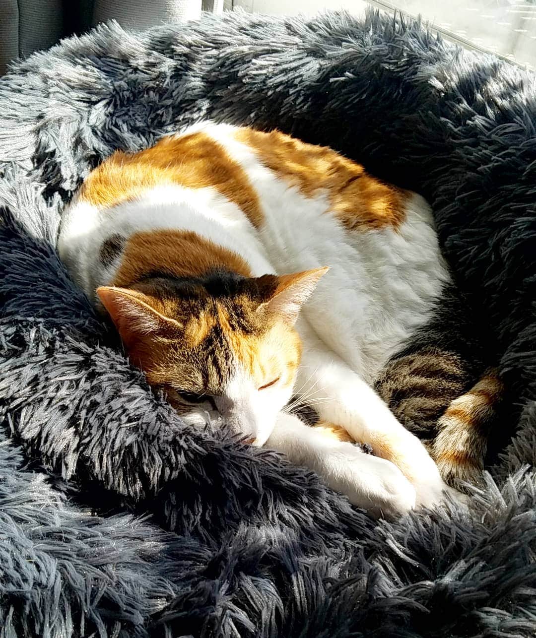 小高亮さんのインスタグラム写真 - (小高亮Instagram)「新しいベッドで、ひなたぼっこしながら微睡むペッパー。  #ねこ  #cat」3月26日 15時54分 - odaka_p