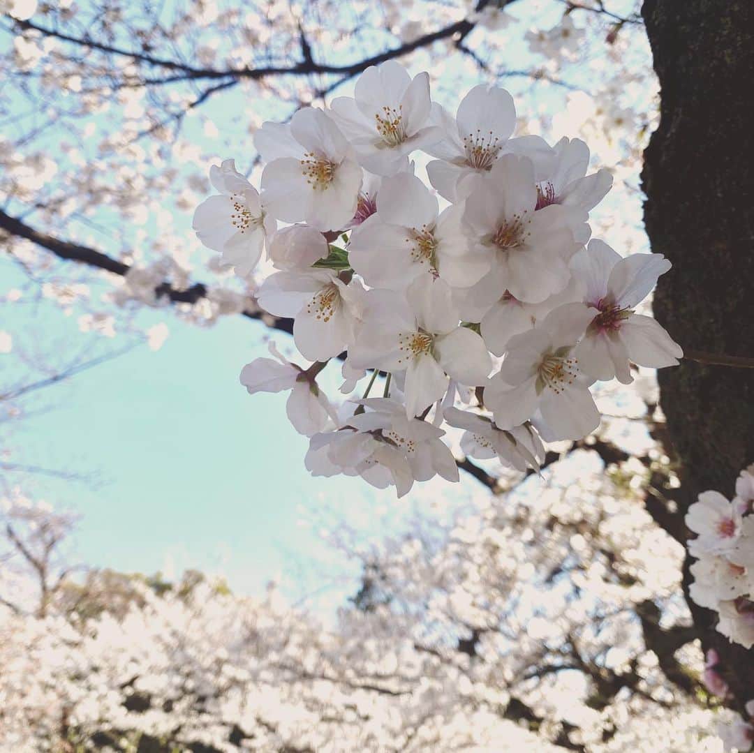 Saschaさんのインスタグラム写真 - (SaschaInstagram)「#桜 2020.3.26 #cherryblossom #tokyo #japan #beautifulnature #東京 #日本 #サッシャ #sascha」3月26日 15時54分 - sascha348