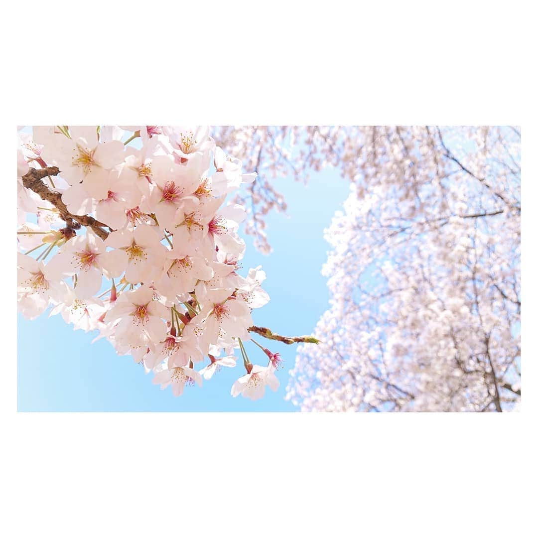 花村怜美さんのインスタグラム写真 - (花村怜美Instagram)「花の盛り。 #桜 #さくら #サクラ #桜花 #花 #植物 #自然 #景色 #風景 #春 #好き #美 #sakura #cherryblossom #flower #flowers #flowerstagram #nature #plants #spring #tokyo #japan」3月26日 16時00分 - satomi_hanamura