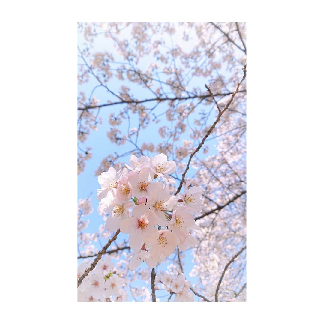 花村怜美のインスタグラム：「花の盛り。 #桜 #さくら #サクラ #桜花 #花 #植物 #自然 #景色 #風景 #春 #好き #美 #sakura #cherryblossom #flower #flowers #flowerstagram #nature #plants #spring #tokyo #japan」