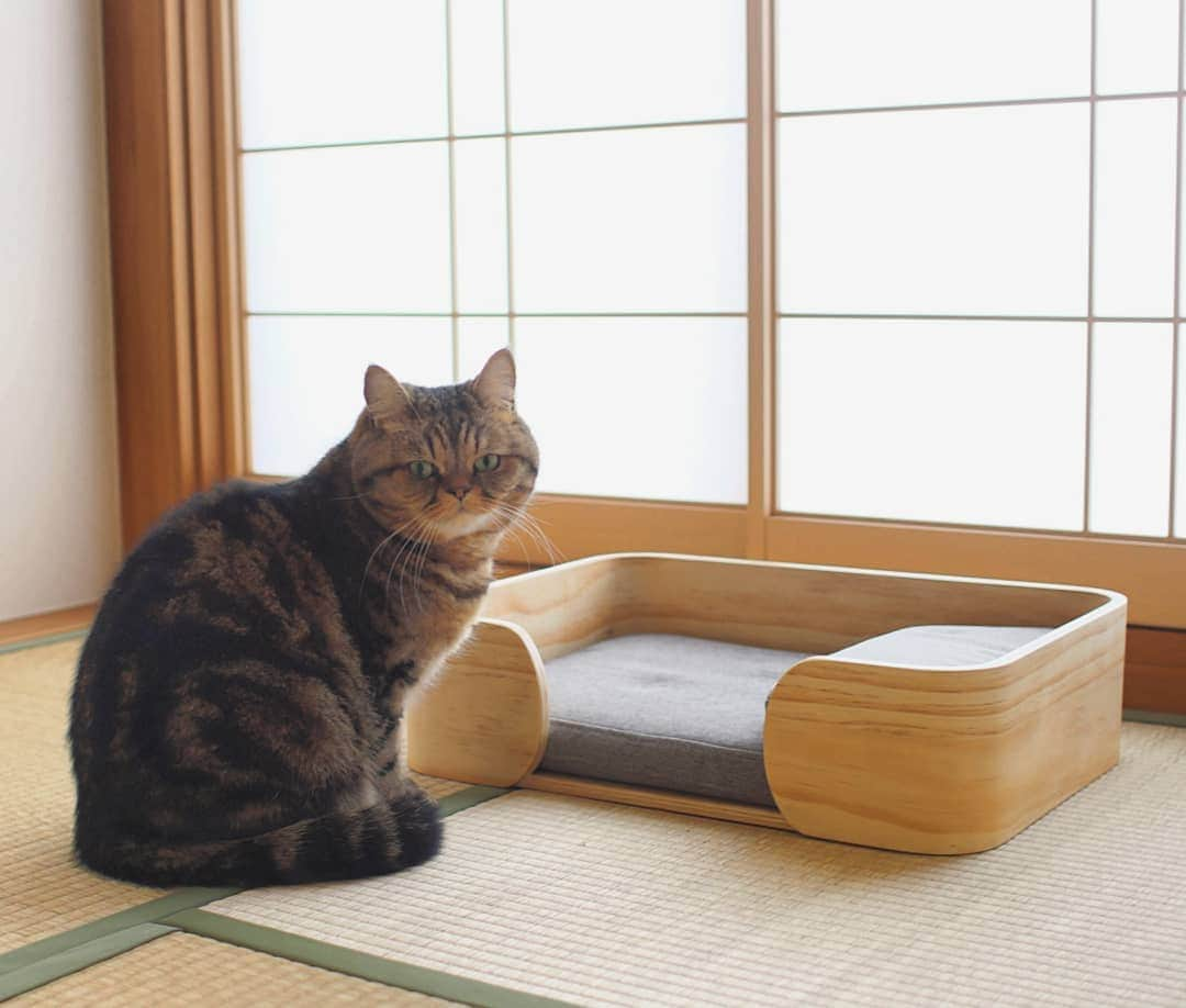 寅次郎（とらちゃん）さんのインスタグラム写真 - (寅次郎（とらちゃん）Instagram)「☆ New bed . 和室にぴったりなベッドが届いたにゃ🎶 . マットレスと枕も付いてていい感じにゃよ😽💓 . @pidanofficial #pidan #猫ベッド . .」3月26日 16時12分 - torachanthecat