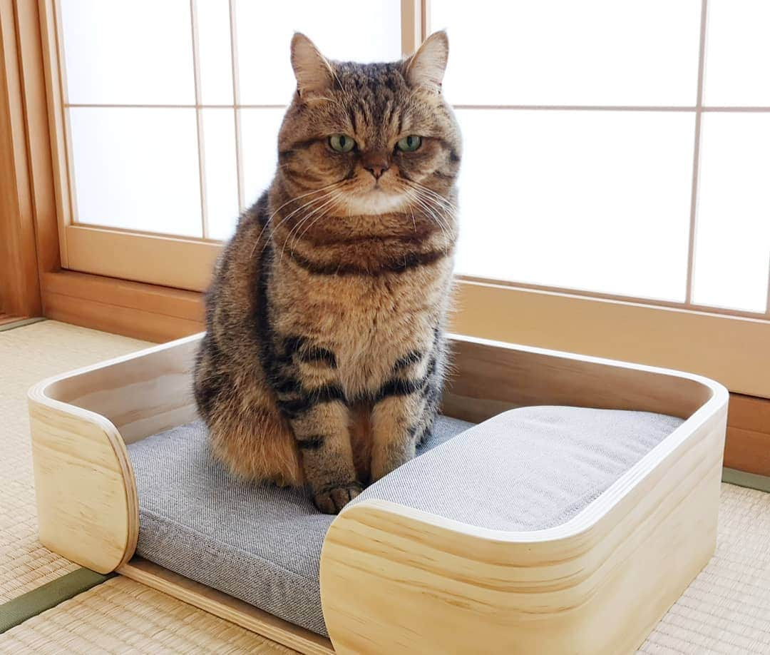 寅次郎（とらちゃん）さんのインスタグラム写真 - (寅次郎（とらちゃん）Instagram)「☆ New bed . 和室にぴったりなベッドが届いたにゃ🎶 . マットレスと枕も付いてていい感じにゃよ😽💓 . @pidanofficial #pidan #猫ベッド . .」3月26日 16時12分 - torachanthecat