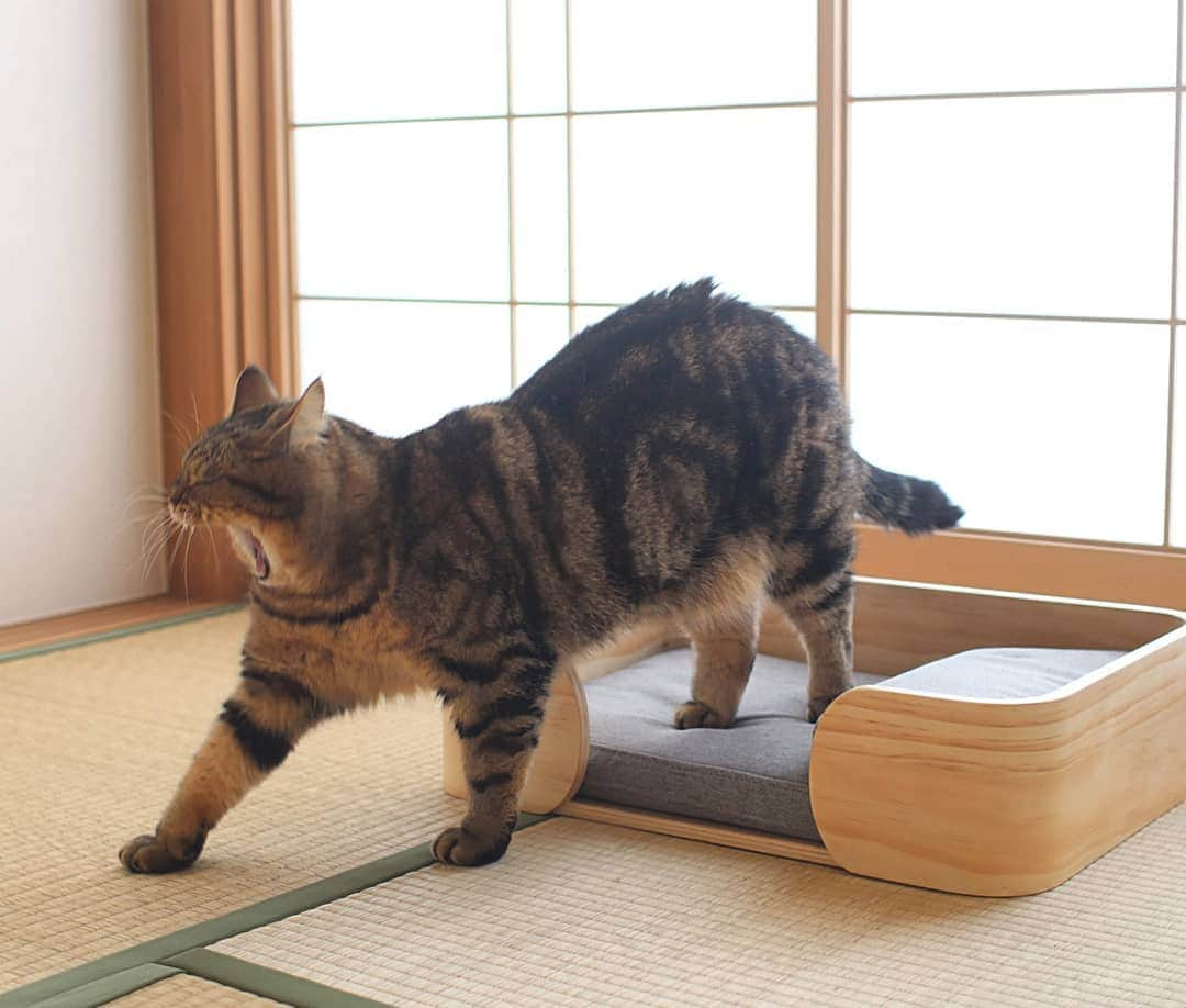 寅次郎（とらちゃん）さんのインスタグラム写真 - (寅次郎（とらちゃん）Instagram)「☆ New bed . 和室にぴったりなベッドが届いたにゃ🎶 . マットレスと枕も付いてていい感じにゃよ😽💓 . @pidanofficial #pidan #猫ベッド . .」3月26日 16時12分 - torachanthecat