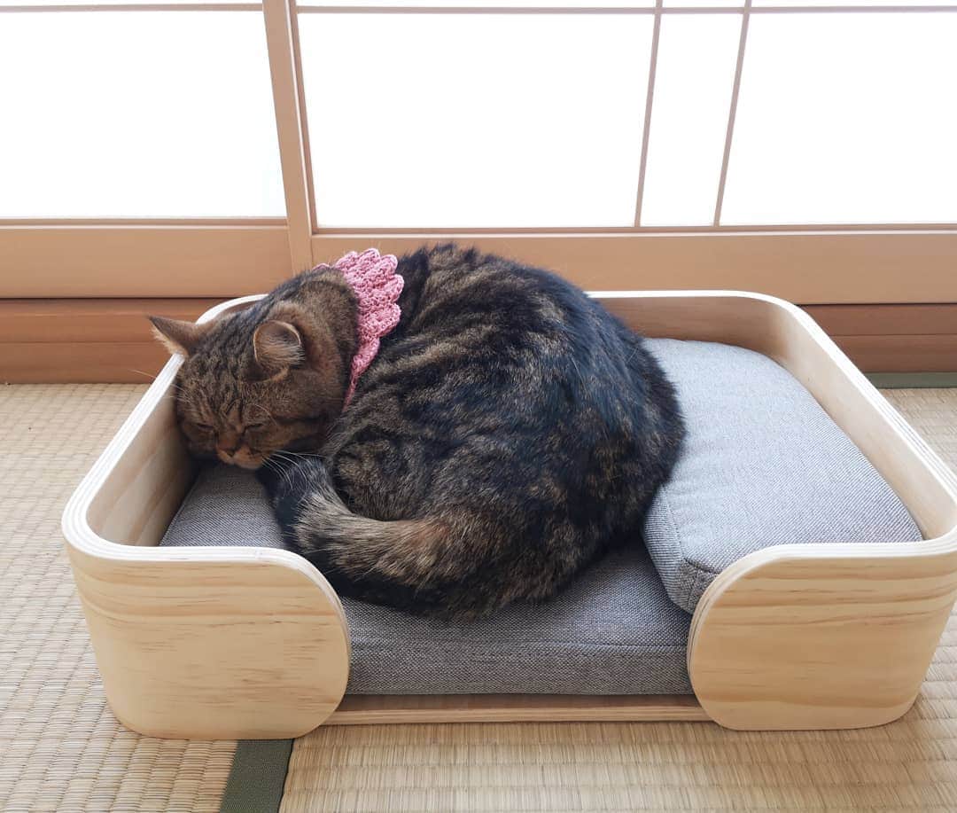寅次郎（とらちゃん）さんのインスタグラム写真 - (寅次郎（とらちゃん）Instagram)「☆ New bed . 和室にぴったりなベッドが届いたにゃ🎶 . マットレスと枕も付いてていい感じにゃよ😽💓 . @pidanofficial #pidan #猫ベッド . .」3月26日 16時12分 - torachanthecat