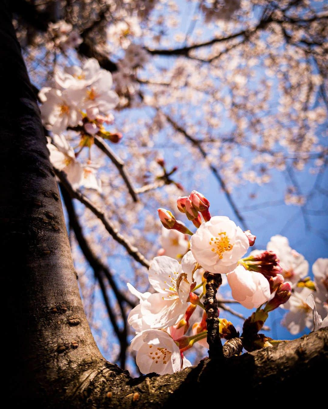 野尻智紀さんのインスタグラム写真 - (野尻智紀Instagram)「こんな時にも咲いた桜のように、再び咲くために今は我慢強く耐える時なのだろうか  #桜 #instagood #photography」3月26日 16時14分 - tomoki_nojiri