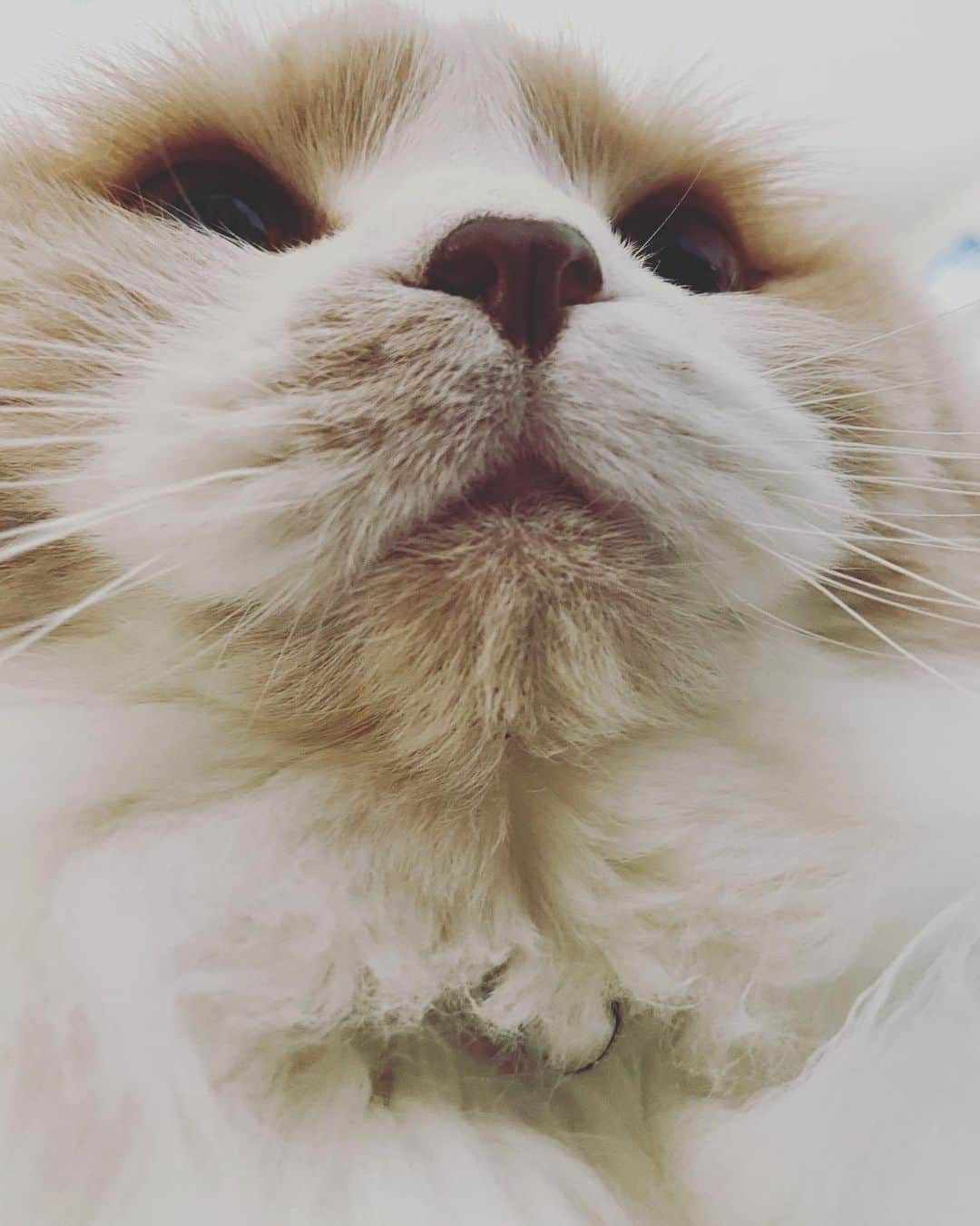 Katsuma さんのインスタグラム写真 - (Katsuma Instagram)「どんなに綺麗な女性でもこの角度はみんなブス🐱」3月26日 16時16分 - katsuma_drums