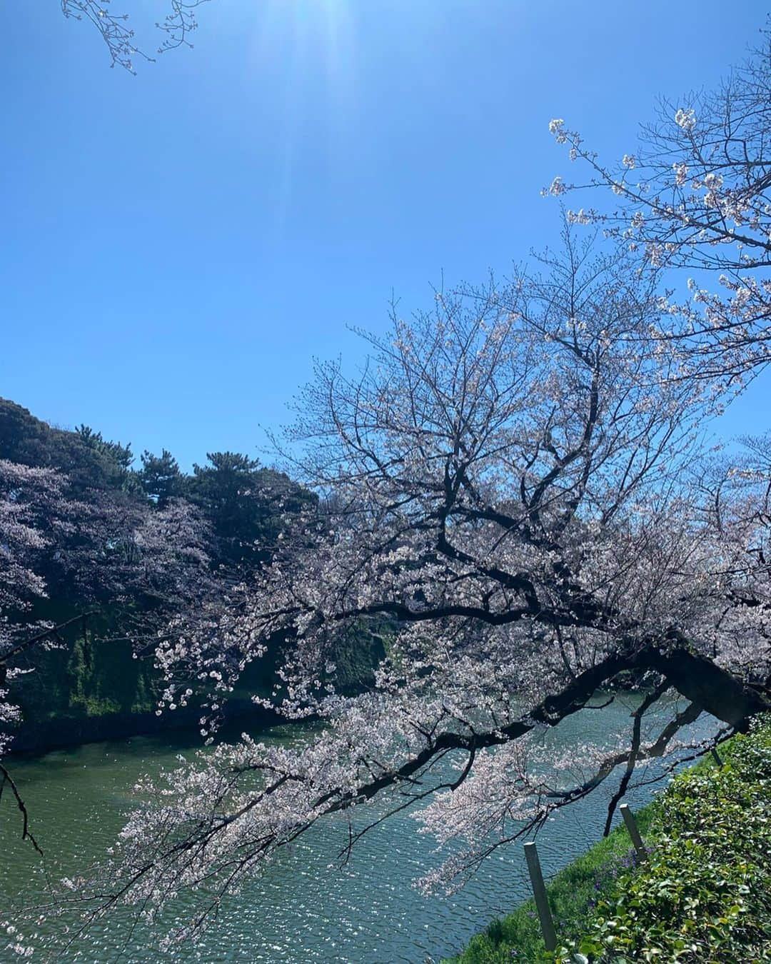 宮田綾子さんのインスタグラム写真 - (宮田綾子Instagram)「⁑ 見に行っておいてよかった🌸 千鳥ヶ淵の桜を見るの、初めて この時はまだ五分咲きくらいだけど、じゅうぶん綺麗だった♪  ボート乗りたかったのに残念ながらコロナでボートは中止になってたよ🚣‍♂️ アヒルちゃんボートも、見える？可愛い  #花見 #お花見 #桜 #さくら #サクラ #千鳥ヶ淵 #千鳥ヶ淵の桜 #九段下 #半蔵門 #皇居 #cherryblossom #sakura #chidorigafuchi #東京観光 #東京旅行 #東京さんぽ #東京散歩 #tokyo #tokyolife #tokyojapan #ig_japan #japan_of_insta #japan_photo #japanphoto #japan_focus #japan_photo_now #wonderful_places #genic_mag #tokyo_joshibu」3月26日 16時37分 - ayako__miyata