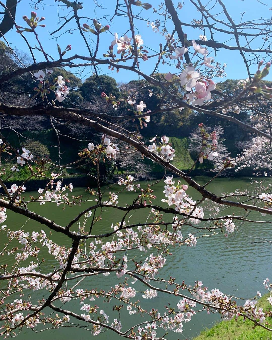 宮田綾子さんのインスタグラム写真 - (宮田綾子Instagram)「⁑ 見に行っておいてよかった🌸 千鳥ヶ淵の桜を見るの、初めて この時はまだ五分咲きくらいだけど、じゅうぶん綺麗だった♪  ボート乗りたかったのに残念ながらコロナでボートは中止になってたよ🚣‍♂️ アヒルちゃんボートも、見える？可愛い  #花見 #お花見 #桜 #さくら #サクラ #千鳥ヶ淵 #千鳥ヶ淵の桜 #九段下 #半蔵門 #皇居 #cherryblossom #sakura #chidorigafuchi #東京観光 #東京旅行 #東京さんぽ #東京散歩 #tokyo #tokyolife #tokyojapan #ig_japan #japan_of_insta #japan_photo #japanphoto #japan_focus #japan_photo_now #wonderful_places #genic_mag #tokyo_joshibu」3月26日 16時37分 - ayako__miyata