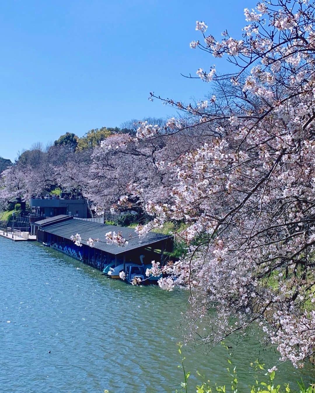 のインスタグラム：「⁑ 見に行っておいてよかった🌸 千鳥ヶ淵の桜を見るの、初めて この時はまだ五分咲きくらいだけど、じゅうぶん綺麗だった♪  ボート乗りたかったのに残念ながらコロナでボートは中止になってたよ🚣‍♂️ アヒルちゃんボートも、見える？可愛い  #花見 #お花見 #桜 #さくら #サクラ #千鳥ヶ淵 #千鳥ヶ淵の桜 #九段下 #半蔵門 #皇居 #cherryblossom #sakura #chidorigafuchi #東京観光 #東京旅行 #東京さんぽ #東京散歩 #tokyo #tokyolife #tokyojapan #ig_japan #japan_of_insta #japan_photo #japanphoto #japan_focus #japan_photo_now #wonderful_places #genic_mag #tokyo_joshibu」