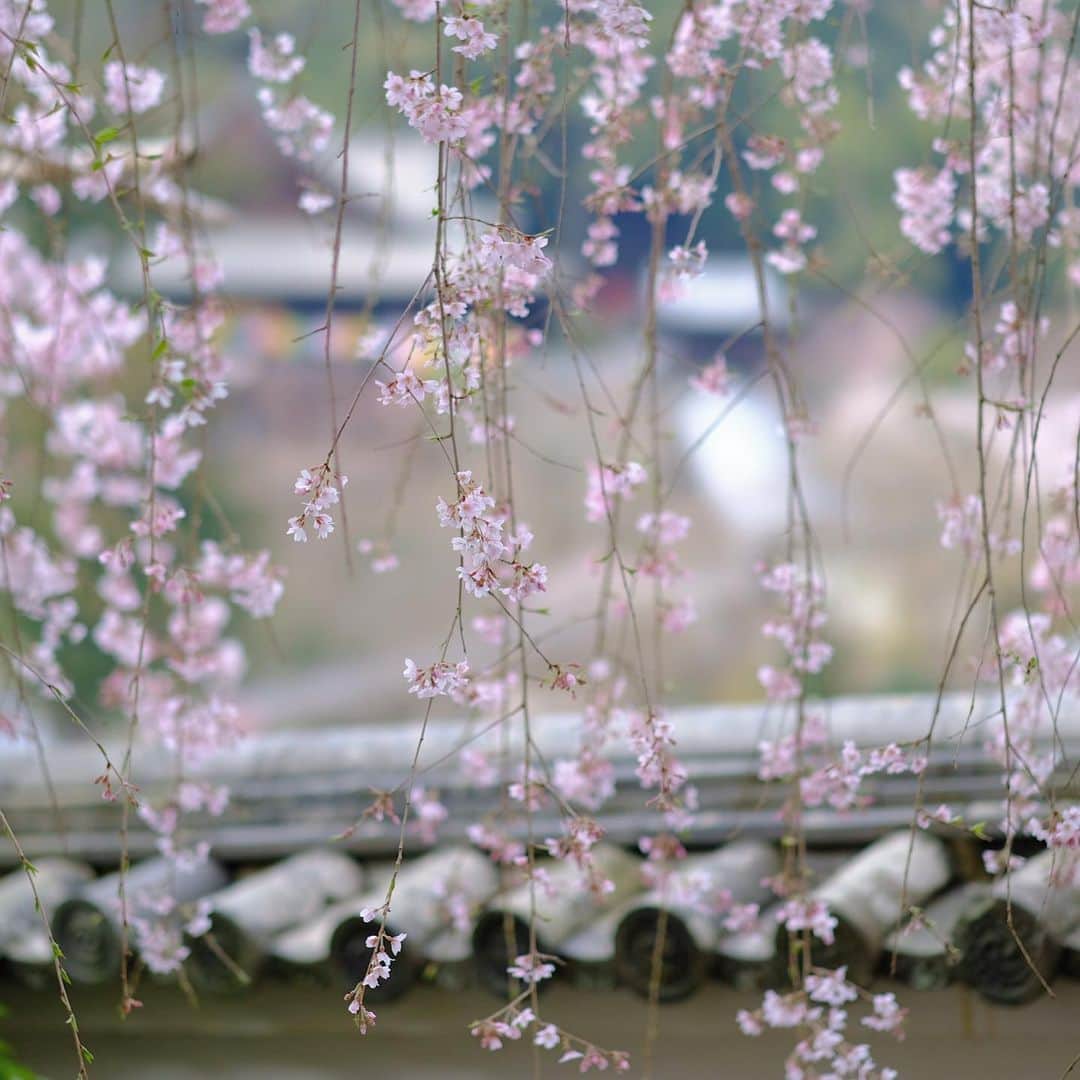 奈良 長谷寺 / nara hasederaのグルメインスタ