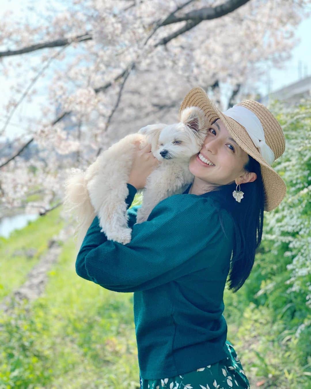 のインスタグラム：「ボクと、5万歩のお花見散歩🌸 ✴︎ 私が1万歩いたから、 ✴︎ ボクはきっと5万歩くらい🐾という計算🧮 ✴︎ そのうち、 ✴︎ 1万歩は抱っこしたけどネ🤗 ✴︎ 美しい季節。 ✴︎ キッスは必須💓😘 ✴︎ #満開　 #桜と雪柳 #春散歩 #わんことお出かけ #犬のいる生活 #ボクとキッス」