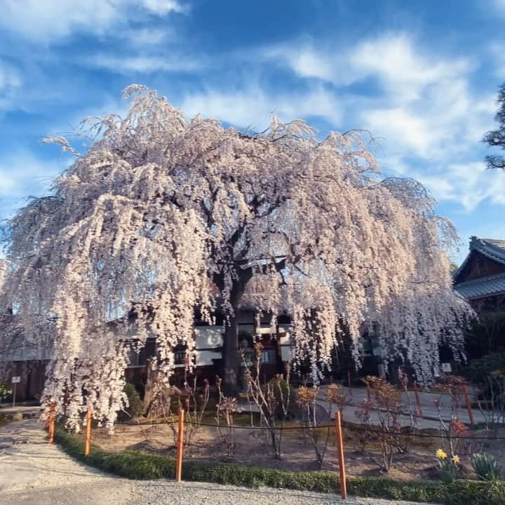 Sonoda COO Yukiyaのインスタグラム：「Spring has come in Kyoto Japan 😊 Sakura sugoiiiiiiii !!!! 🌸 京都の桜すごいいいいい！  #cherryblossom  #cherryblossoms  #kyotojapan  #kyototravel  #japanvacation  #japantravel  #japan_daytime_view  #beautifuldestinations  #earthfocus  #earth_shotz  #earthofficial  #tokyocameraclub  #instagram #photo_jpn」