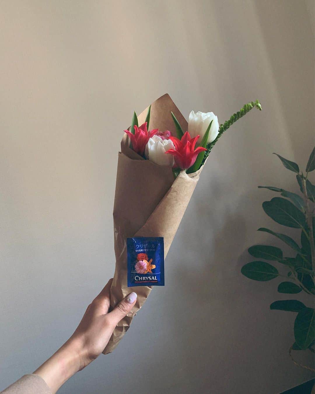 わちみなみのインスタグラム：「またまたチューリップ🌷﻿ ﻿ ツヤツヤでかわいいね！﻿ 元気！😊🌷🌼✨﻿ ﻿ #わちと花﻿ #チューリップ﻿ #シダ かな？かわいいね」