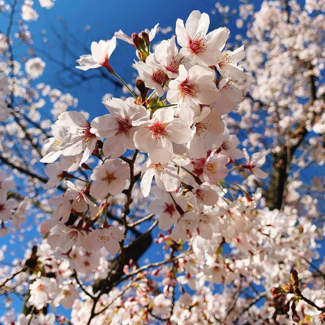 日高大地のインスタグラム：「桜シェア🌸🌸🌸﻿ 早く世の中が落ち着いて、日本に春がきますように☺️」