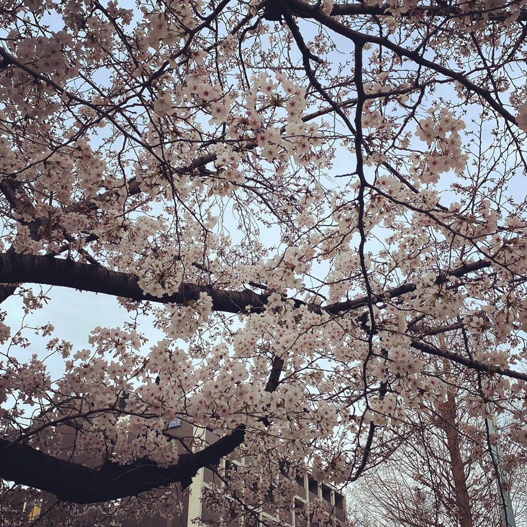 ケチャップ河合のインスタグラム：「ちょっとおつかいでお出かけしたら公園の桜が一本だけ満開でした。」