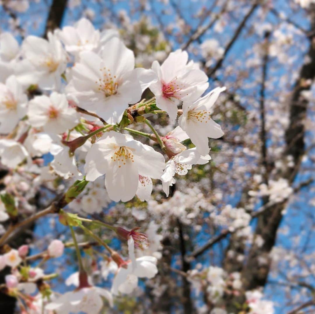 大原櫻子さんのインスタグラム写真 - (大原櫻子Instagram)「みなさんお元気ですか？  毎日忙しなくニュースが流れてきて、心がザワザワしています。  毎年たくさん笑顔に囲まれてる桜。 一生懸命今年も咲いていました。🌸」3月26日 18時22分 - sakurako_ohara