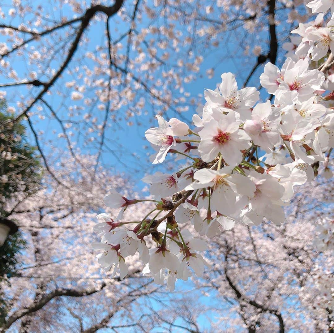 大原櫻子さんのインスタグラム写真 - (大原櫻子Instagram)「みなさんお元気ですか？  毎日忙しなくニュースが流れてきて、心がザワザワしています。  毎年たくさん笑顔に囲まれてる桜。 一生懸命今年も咲いていました。🌸」3月26日 18時22分 - sakurako_ohara