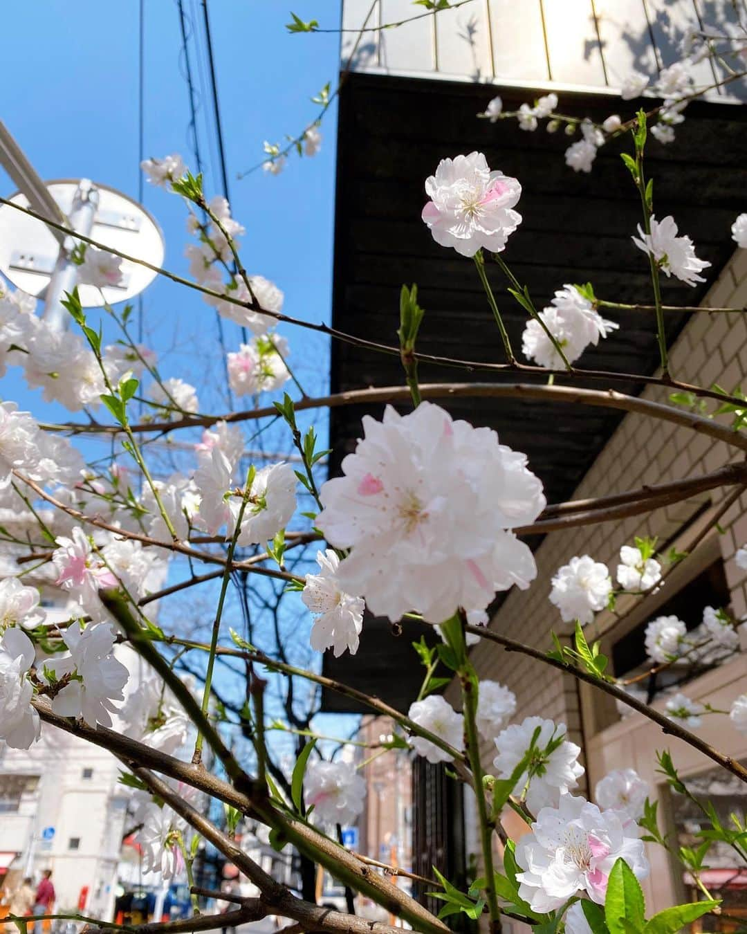 大後寿々花さんのインスタグラム写真 - (大後寿々花Instagram)「可愛い桜見つけた🌸 #cherryblossoms #桜 #japan」3月26日 18時22分 - suzuka_ohgo