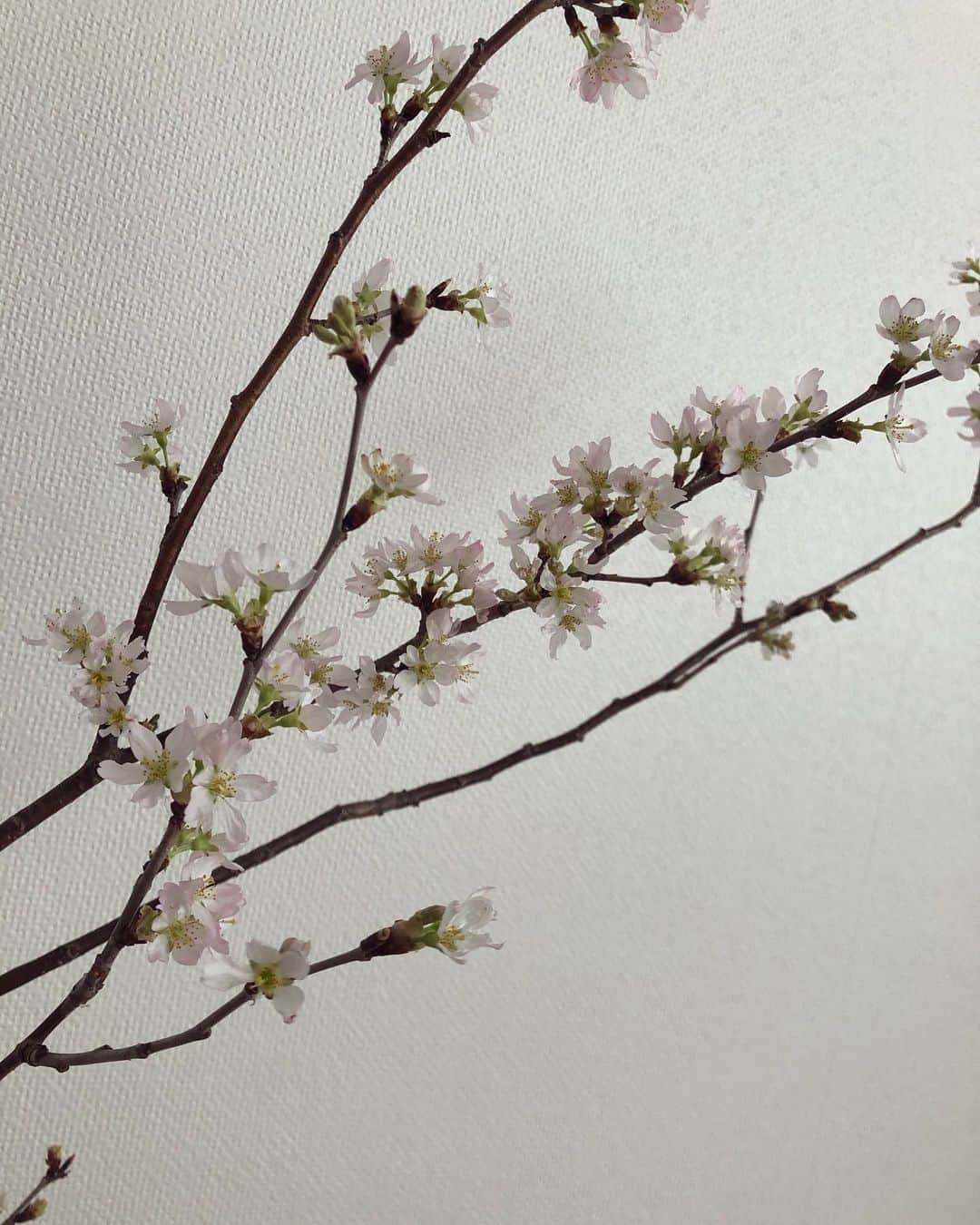 SAYAKAさんのインスタグラム写真 - (SAYAKAInstagram)「お部屋に春がきた❤️ #桜 今日20時から ニコ生配信します❤️ 見てね❤️」3月26日 18時25分 - im_sayaka_official
