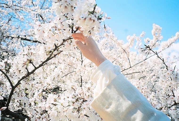宇井真白のインスタグラム：「✿ ✿ ✿ Hair makeup: @k_moo_06 Photo: @_askphoto_  #フィルムカメラ #film #フィルム #被写体  #桜 #お花見 #代々木公園」